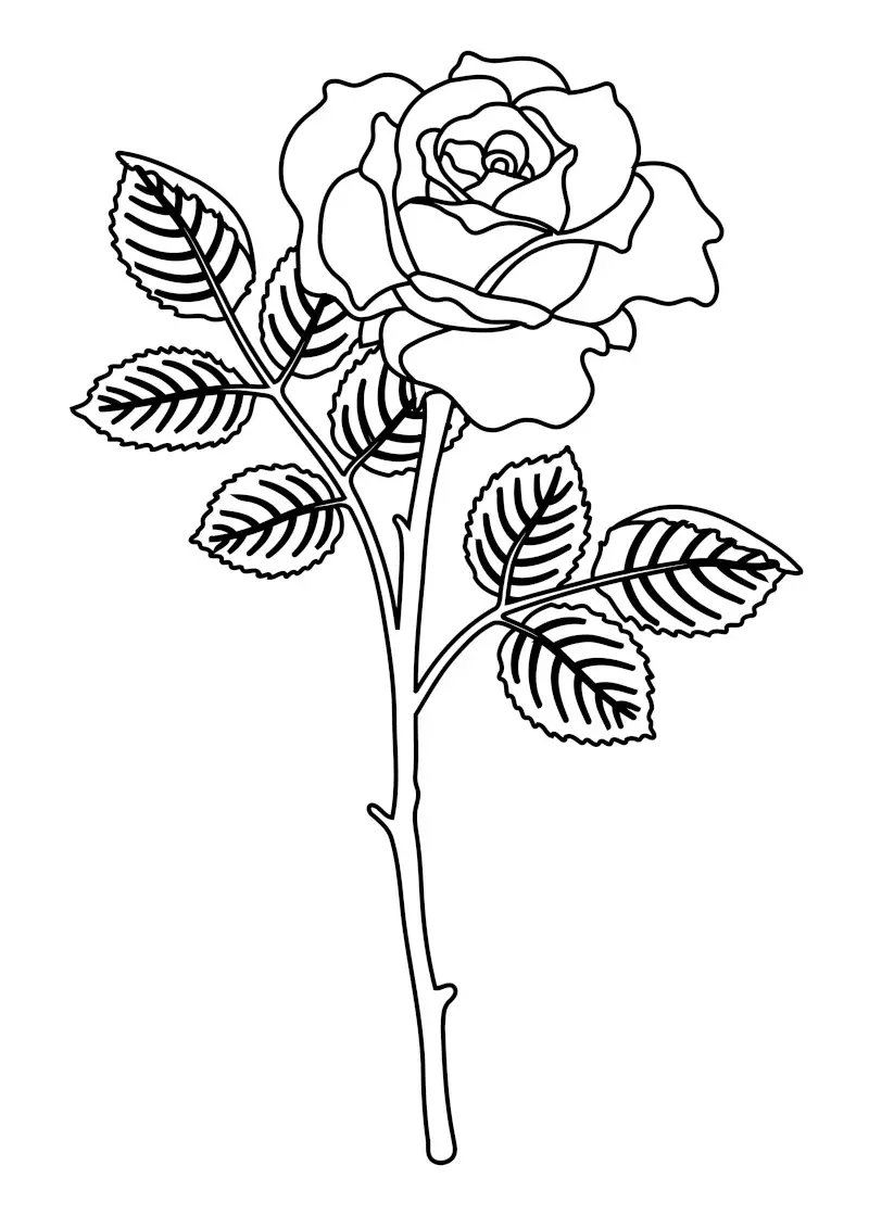 Easy, Simple Rose Flower Sketch for Beginners
